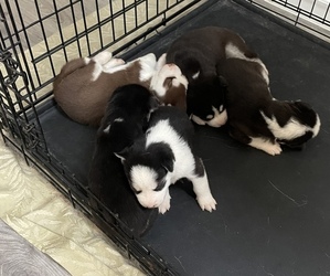 Siberian Husky Litter for sale in COPPERAS COVE, TX, USA
