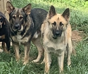 German Shepherd Dog Litter for sale in BLAIRSVILLE, GA, USA
