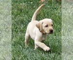 Small Photo #1 Labrador Retriever Puppy For Sale in THE DALLES, OR, USA