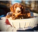 Small Photo #1 Irish Doodle Puppy For Sale in TENINO, WA, USA