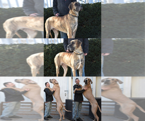 Great Dane Litter for sale in DANIELSON, CT, USA
