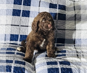 Goldendoodle Litter for sale in TAMPA, FL, USA