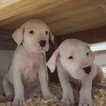 Small Photo #1 Dogo Argentino Puppy For Sale in JANE, MO, USA