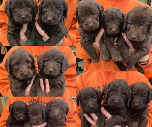 Labradoodle Litter for sale in WELLSBURG, IA, USA