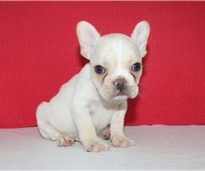 French Bulldog Litter for sale in HIALEAH, FL, USA