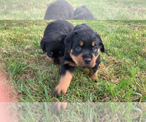 Medium Photo #1 Rottweiler Puppy For Sale in MOORE, OK, USA