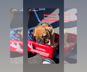 French Bulldog Litter for sale in SCOTTSDALE, AZ, USA