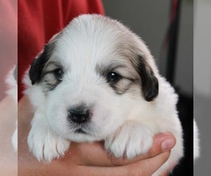 Great Pyrenees Litter for sale in SUFFOLK, VA, USA