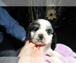 Small Photo #1 Cocker Spaniel Puppy For Sale in EVART, MI, USA