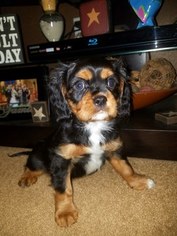 Cavalier King Charles Spaniel Litter for sale in BROWNSVILLE, PA, USA