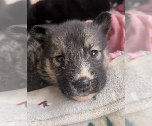 Medium Photo #1 German Shepherd Dog-Siberian Husky Mix Puppy For Sale in ATLANTA, GA, USA