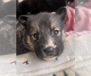German Shepherd Dog-Siberian Husky Mix Litter for sale in ATLANTA, GA, USA