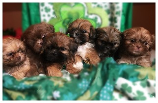 Shih Tzu Litter for sale in CHILLICOTHE, OH, USA