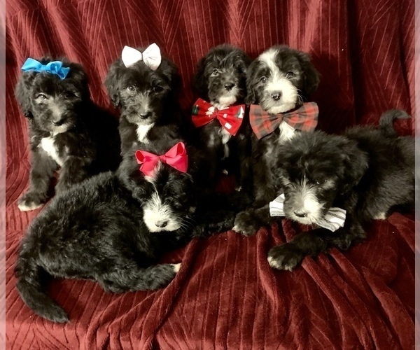 Medium Photo #1 Sheepadoodle Puppy For Sale in INDIANAPOLIS, IN, USA