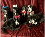 Small Photo #1 Sheepadoodle Puppy For Sale in INDIANAPOLIS, IN, USA