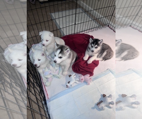 Medium Photo #1 Siberian Husky Puppy For Sale in COVINGTON, GA, USA