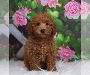 Medium Poodle (Toy)