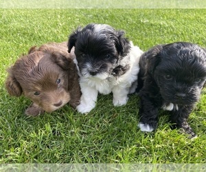 Mal-Shi-Poodle (Toy) Mix Litter for sale in OREGON CITY, OR, USA