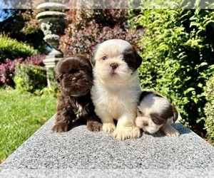 Medium Shih Tzu