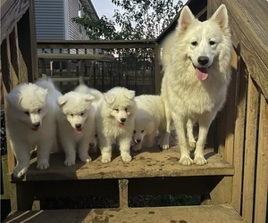 Samoyed Litter for sale in LOUISVILLE, KY, USA