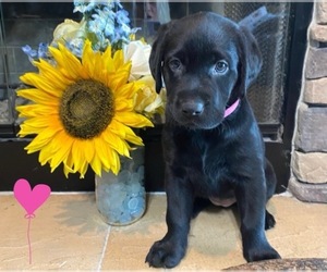 Labrador Retriever Litter for sale in ALAFAYA, FL, USA