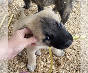 Anatolian Shepherd Litter for sale in RATTAN, OK, USA