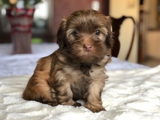 Havanese Litter for sale in CROWLEY, TX, USA