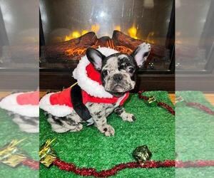 French Bulldog Litter for sale in CARMEL, NY, USA