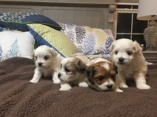 Shiranian Litter for sale in ALVATON, KY, USA