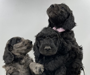 Goldendoodle Litter for sale in GAY, GA, USA