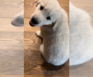 English Cream Golden Retriever Litter for sale in WEST COVINA, CA, USA