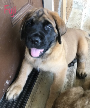 Medium Photo #1 Mastiff Puppy For Sale in NEW BRAUNFELS, TX, USA