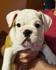 English Bulldogge Litter for sale in THOMPSONS STATION, TN, USA