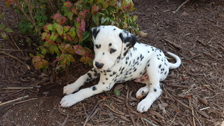 Dalmatian Litter for sale in GIBSONVILLE, NC, USA