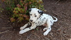 Small Photo #1 Dalmatian Puppy For Sale in GIBSONVILLE, NC, USA