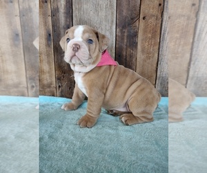 English Bulldog Litter for sale in MILLERSBURG, OH, USA