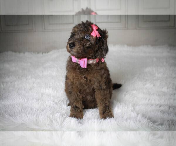 Medium Photo #1 Poodle (Standard) Puppy For Sale in TOWN CREEK, AL, USA