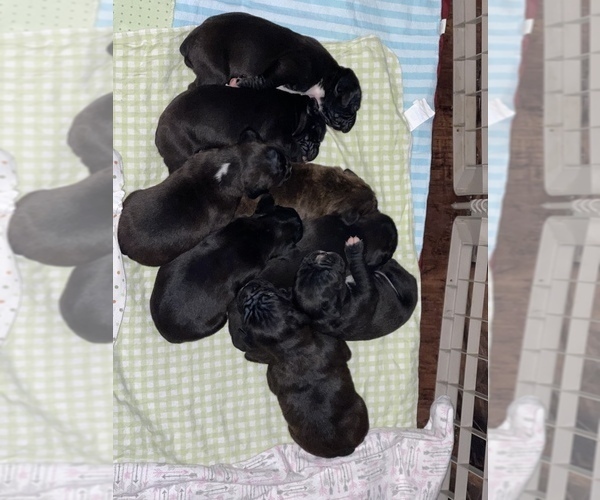 Medium Photo #1 Boxer Puppy For Sale in CONROE, TX, USA