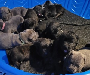 Cane Corso Litter for sale in PROVIDENCE, KY, USA