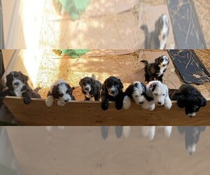 Sheepadoodle Litter for sale in MT STERLING, KY, USA