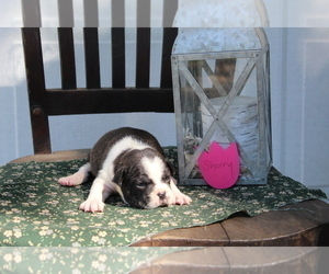 Faux Frenchbo Bulldog Litter for sale in SEARS, MI, USA