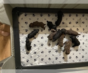 Poodle (Standard) Litter for sale in COLEMAN, OK, USA