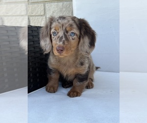 Dachshund Litter for sale in BEECH GROVE, IN, USA