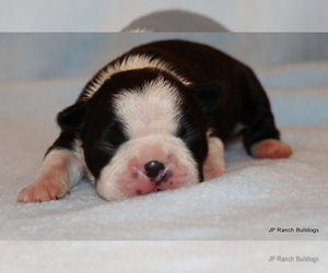 Boston Terrier Litter for sale in WINNSBORO, TX, USA