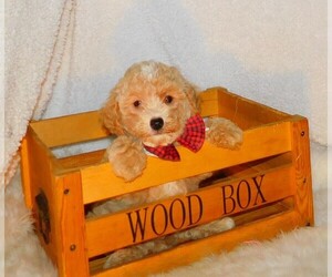 Poodle (Toy) Litter for sale in WARRENSBURG, MO, USA