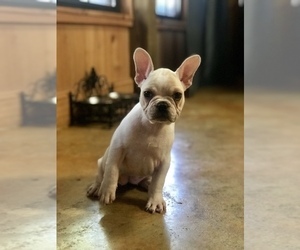 French Bulldog Litter for sale in RAYNE, LA, USA