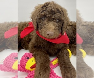 Labradoodle-Poodle (Standard) Mix Litter for sale in REXBURG, ID, USA