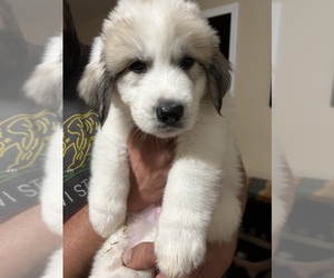 Great Pyrenees Litter for sale in TORRINGTON, CT, USA