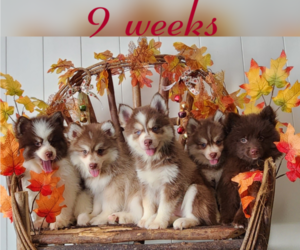 Pomsky Litter for sale in RAMONA, CA, USA