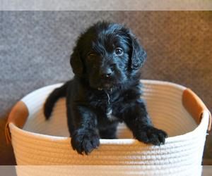 Labradoodle Litter for sale in ROWLETT, TX, USA